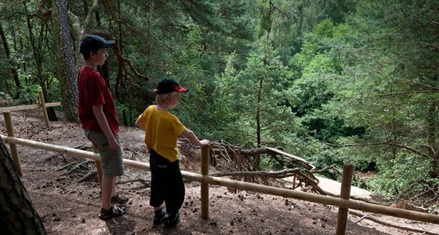 Bildausschnitt 2 kleine Jungen stehen oben auf der Düne und schauen hinunter in den Kiefernwald