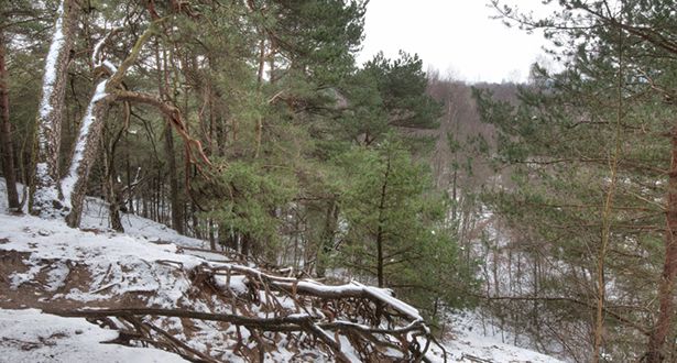 Bildausschnitt Dünenlandschaft und Kiefern mit Schnee bedeckt