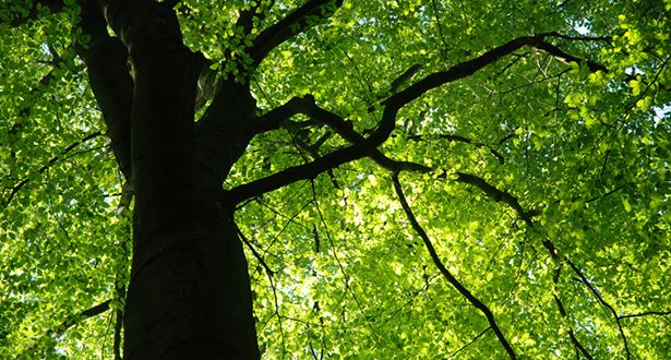 Blick in die grüne Baumkrone eines Laubbaums im Naherholungsgebiet Hambörn