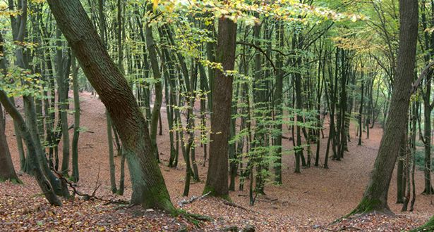 Bildausschnitt Laubmischwald im Naherholungsgebiet Hambörn