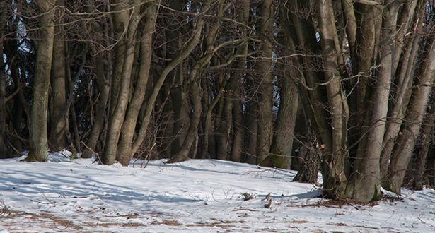 Bildausschnitt des schneebedeckten Laubmischwalds im Naherholungsgebiet Hambörn