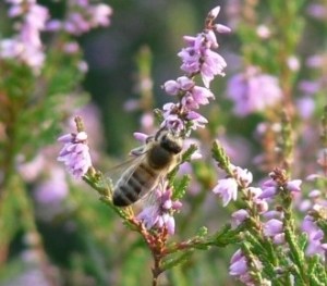 Heather honey – sweet heather on bread - Regional products – origins and  interesting facts - Regional specialities - Lüneburg Heath Nature Park -  Home