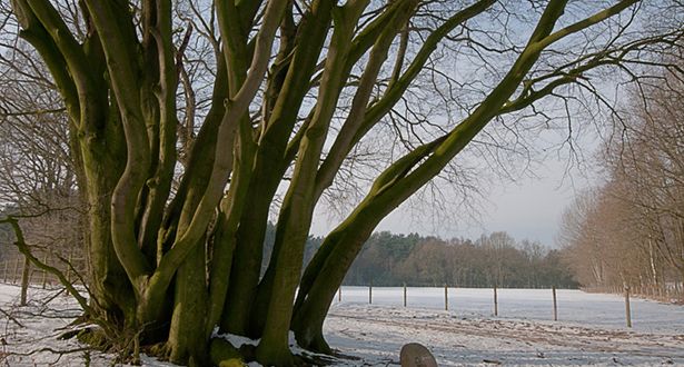 Nahaufnahme eines Baums auf der schneebedeckten Heidefläche Höpen