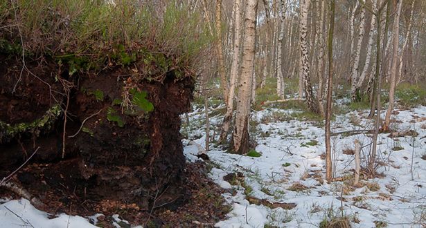 Melbecker Moor mit Schnee bedeckt