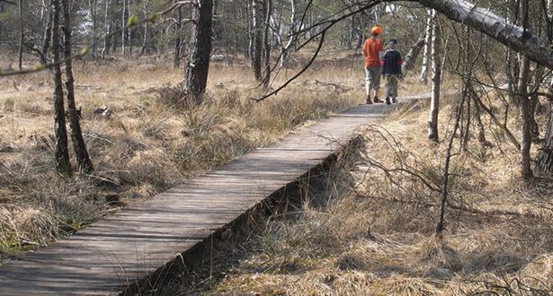 Zwei Spaziergänger gehen über einen Steg über die Moorlandschaft