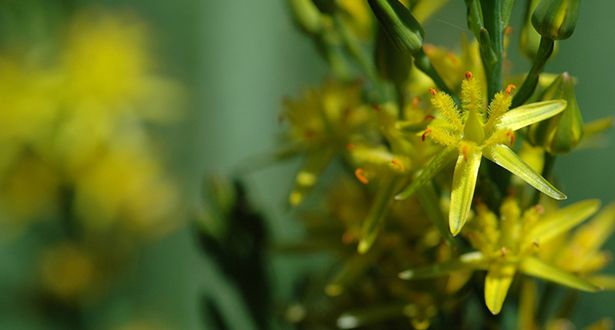 Nahaufnahme einer gelben Moorlilie
