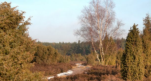 Bildausschnitt der Rehrhofer Heide, die teilweise mit Schnee bedeckt ist
