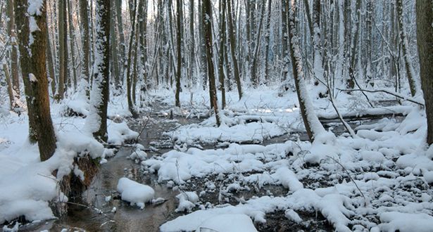 Bildausschnitt Quellwasserstrom im Erlenbruchwald mit Schnee bedeckt