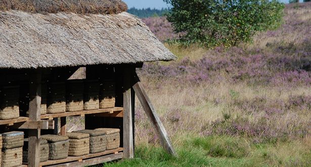 Reetgedeckte Holzbaute mit Bienenkörben in der Weseler Heide