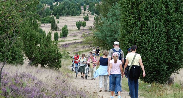 Mehrere Spaziergänger und Fahrradfahrer gehen einen Heidewanderweg entlang