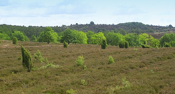 Blick über eine Heidelandschaft in der die Längsrinnen - die Narben der Heide - zu erkennen sind.