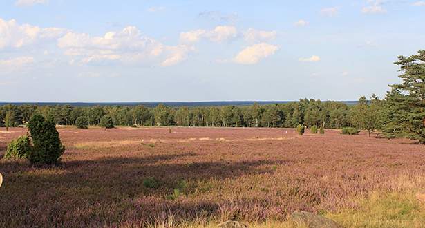 Panoramablick über die lila blühende Heide.