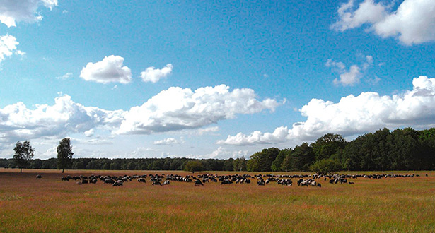 Panoramabild: Eine Herde von Heidschnucken grast in der Lüneburger Heide.