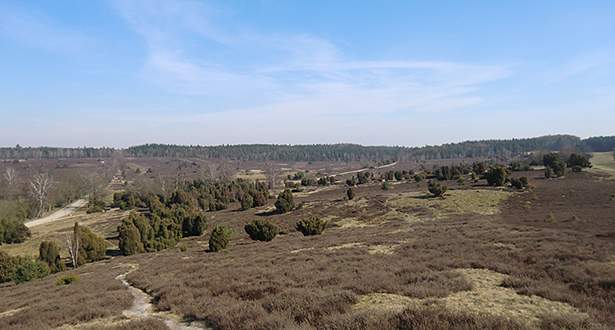 Panoramaansicht über die Heide und Wacholderbüsche.