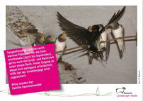 Bild der Postkarte Rauchschwalbe