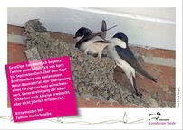 Bild der Postkarte Mehlschwalbe