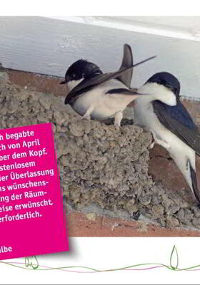 Bild der Postkarte Mehlschwalbe